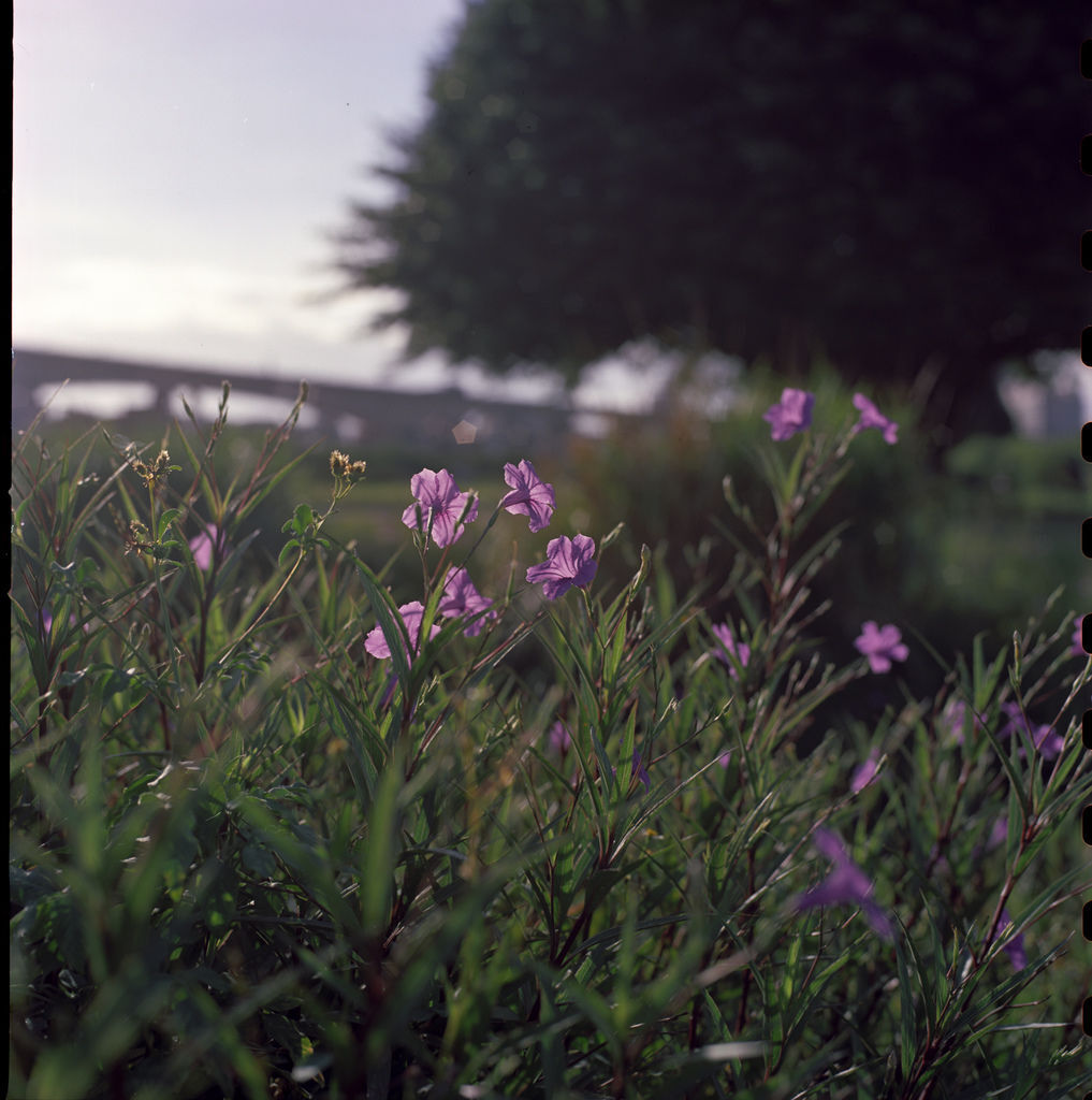 20180710-250D121-1-2.jpg 20180710-250D121-1-2.jpg