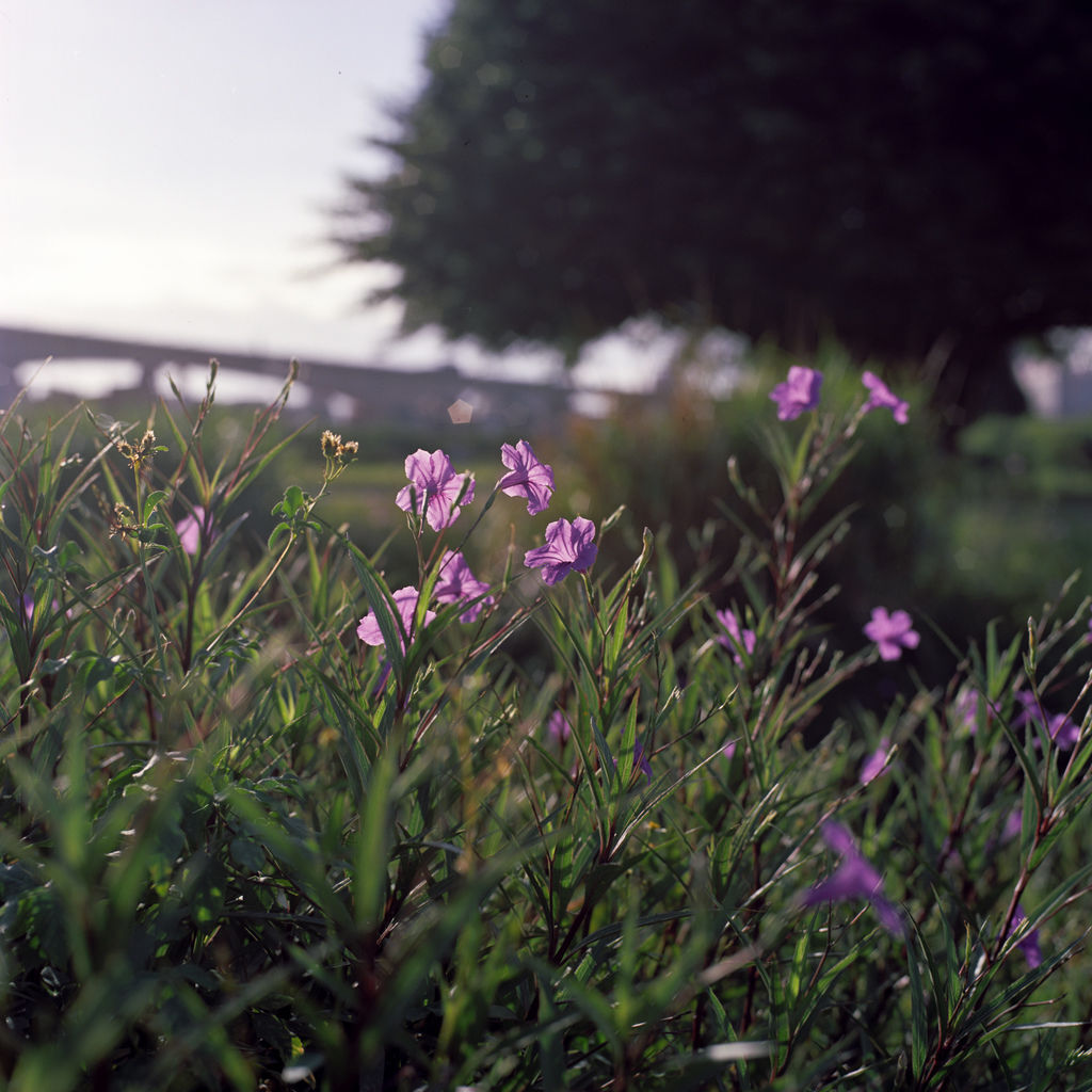 20180710-250D121-1.jpg 20180710-250D121-1.jpg