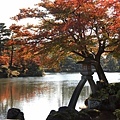 50　兼六園（紅葉）