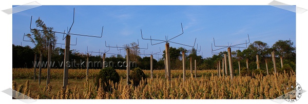 高粱與反空降叉