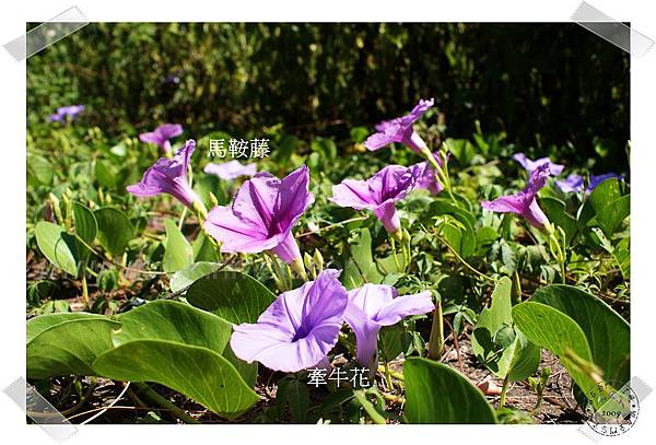nEO_IMG_馬鞍藤與牽牛花.jpg