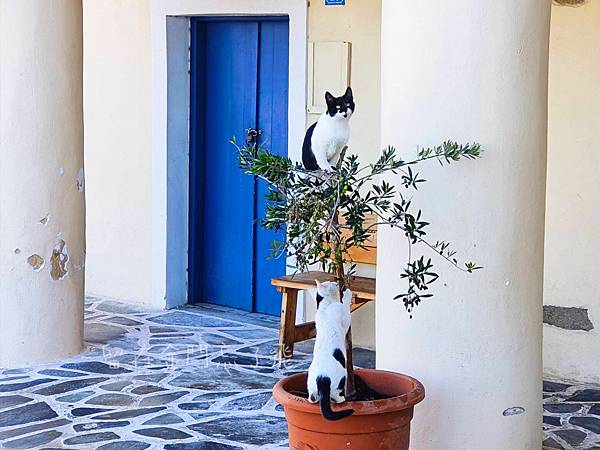 希臘帕羅斯島(Greece Paros) | 愛琴海上低調的