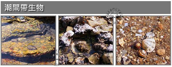 潮間帶生物1.jpg