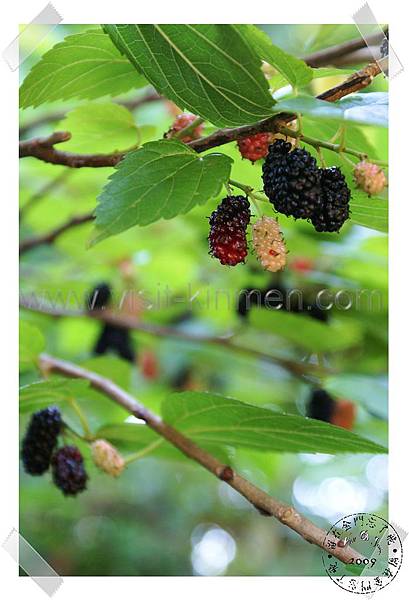 nEO_IMG_掛滿枝頭的桑椹.jpg