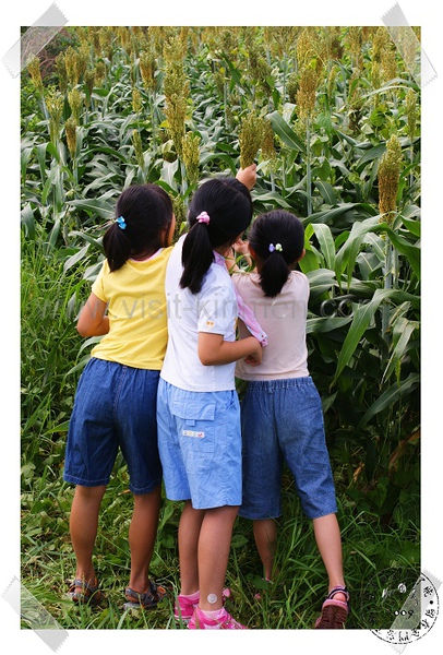 小朋友爭相摸高粱