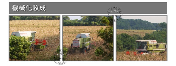 高粱機械收割 高粱機械收割