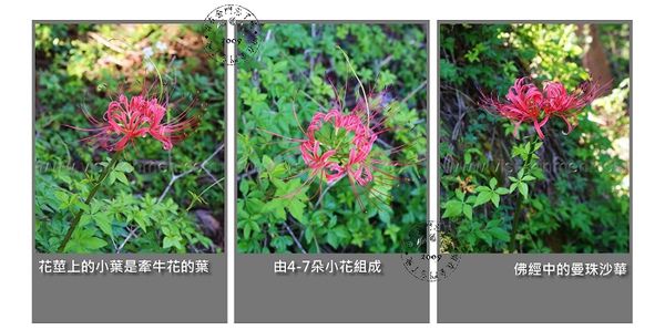野生紅花石蒜 野生紅花石蒜