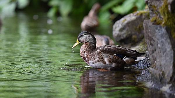 葉春風分享池畔水鳥葉春風醫師