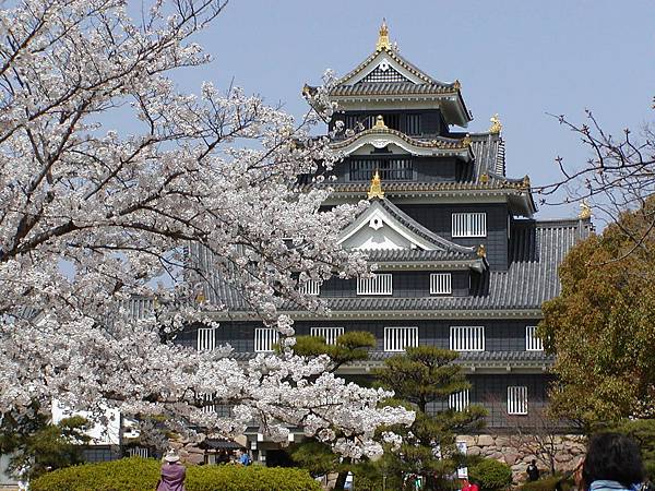 9岡山城　桜