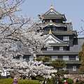 9岡山城　桜.jpg