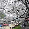 足守川桜並木２.jpg