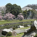 足守川桜並木１.jpg