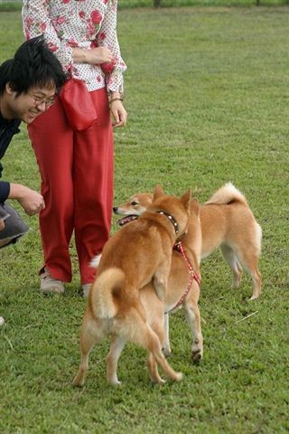 Yama狗善被騎