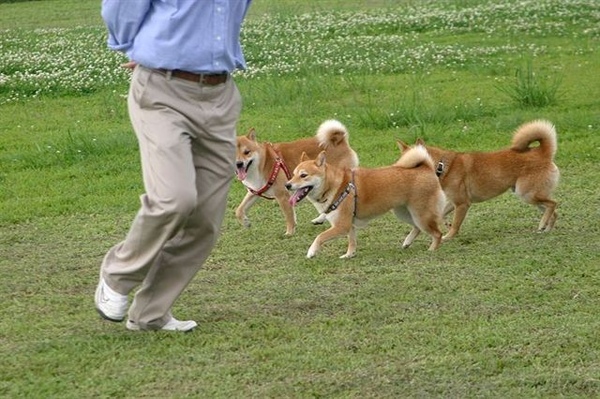 Yama找柴犬玩