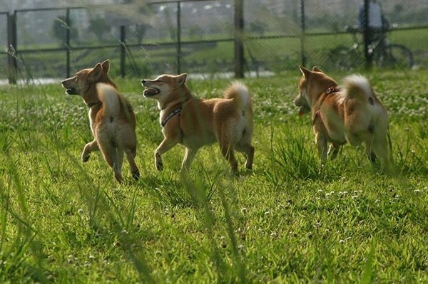 Yama和柴犬們一起奔跑