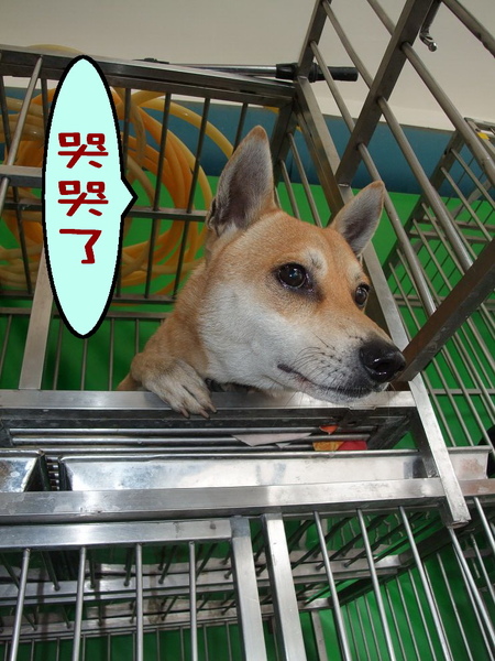 哭哭1.jpg 哭哭1.jpg