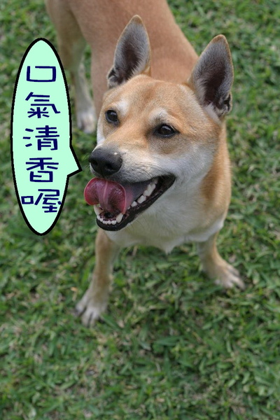 口氣清香.jpg 口氣清香.jpg