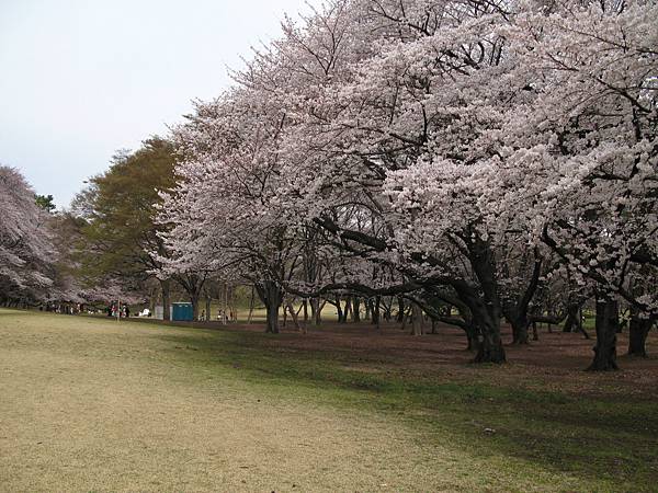 砧公園