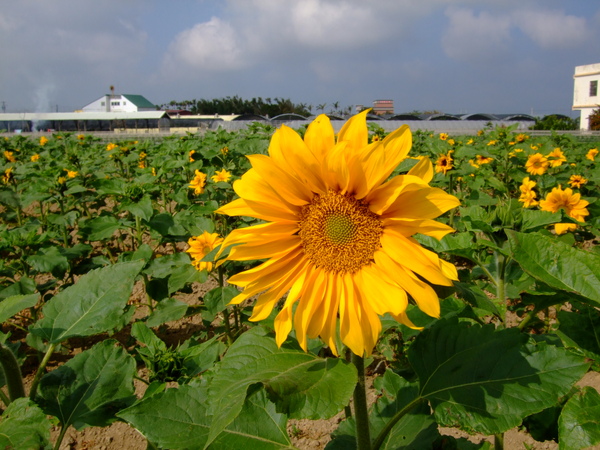 向日葵園