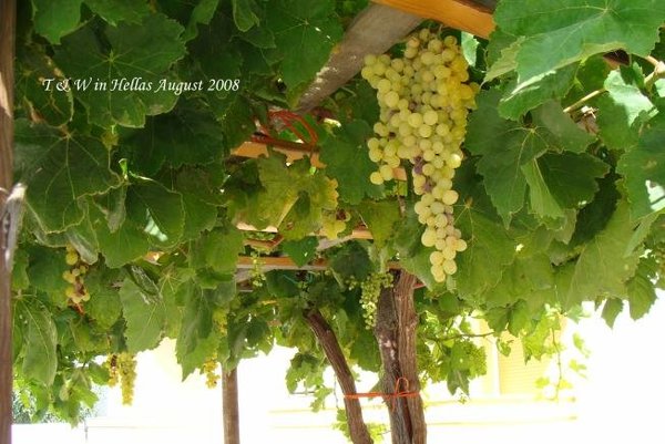 Grape tree at our hotel