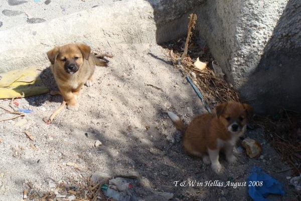 Met two cute puppies!