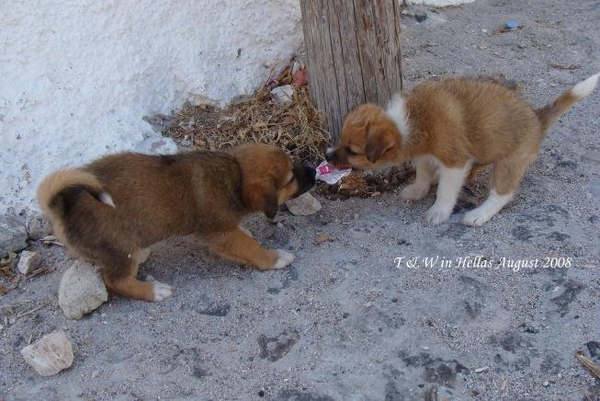 Fighting over a piece of plastic