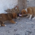 Fighting over a piece of plastic