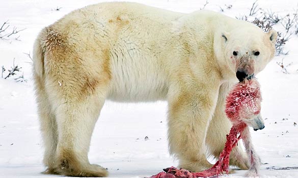 A polar bear with a cub it has killed and partly eaten.jpg