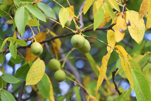 walnuts-grow-tree-fall600.jpg