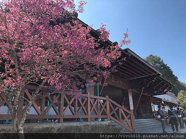 阿里山櫻花季,櫻花鐵道,阿里山森林遊樂園,祝山線,沼平線,神木站,阿里山小火車,嘉義,阿里山,櫻花季,森林小火車,神木,車站,鐵道,遊樂