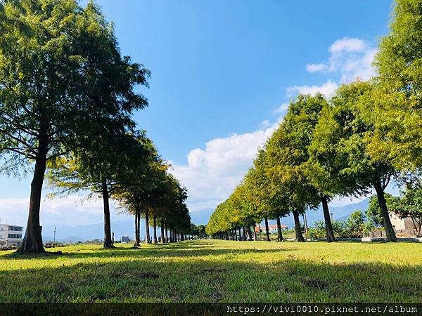 宜蘭,三星鄉,落羽松,安農溪,秘境,田心橋,打卡,宜蘭景點