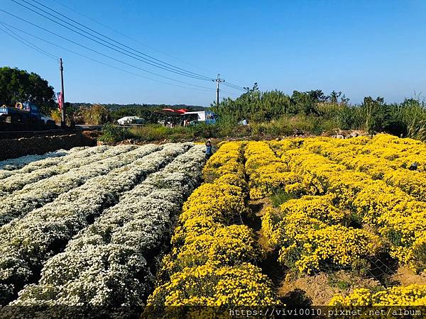 銅鑼杭菊_191109_0012.jpg