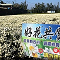 銅鑼杭菊_191109_0015.jpg