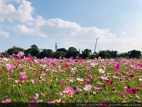 關渡花海_191114_0027.jpg