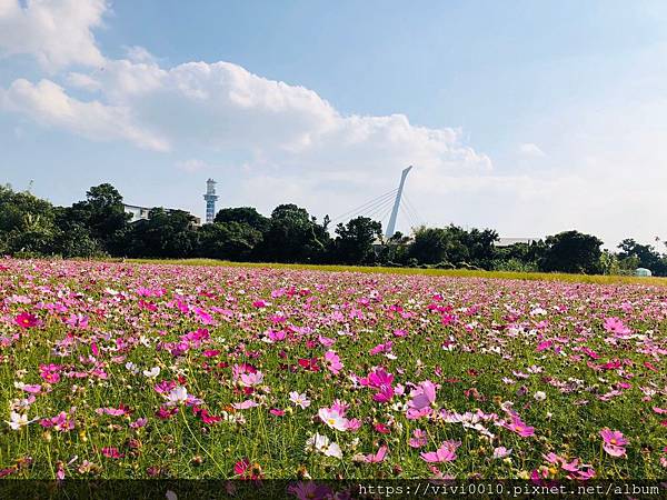 關渡花海_191114_0029.jpg