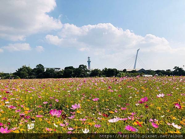 關渡花海_191114_0034.jpg