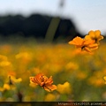 關渡花海_191114_0040.jpg
