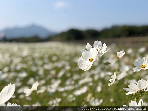 關渡花海_191114_0044.jpg