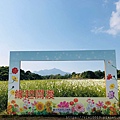關渡花海_191114_0043.jpg