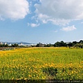 關渡花海_191114_0042.jpg