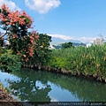 關渡花海_191114_0076.jpg