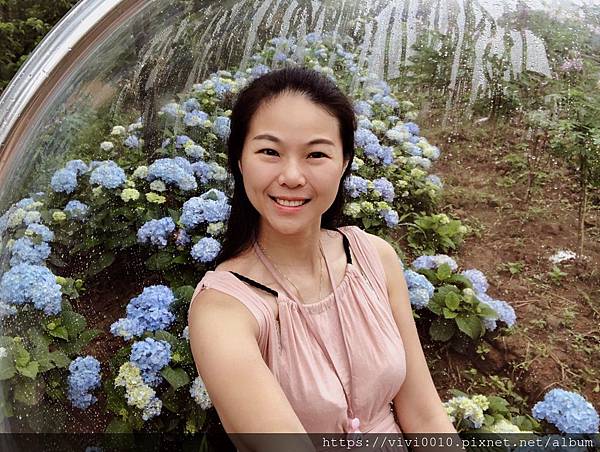 新北萬里 高家繡球花準備盛開 抓緊時間感受仙氣十足的花團 輕旅行 新北萬里 高家繡球花準備盛開 抓緊時間感受仙氣十足的花團 輕旅行