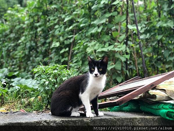 樂悠露營區_200518_0060.jpg 樂悠露營區_200518_0060.jpg