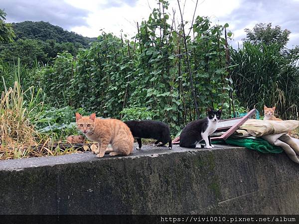 樂悠露營區_200518_0061.jpg 樂悠露營區_200518_0061.jpg