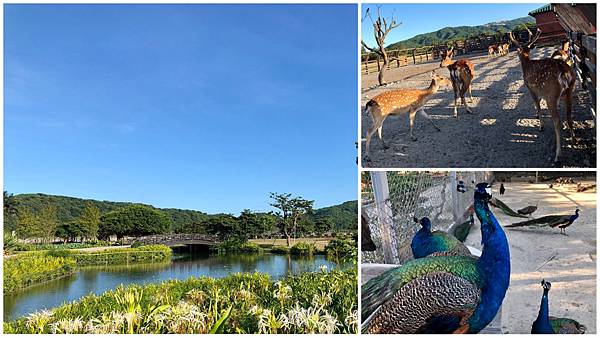 ,花蓮,吉安,洄瀾灣開心農場,台開心農場,景點,農場,親子,海景,花海,