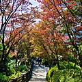 太平山_200925_71.jpg