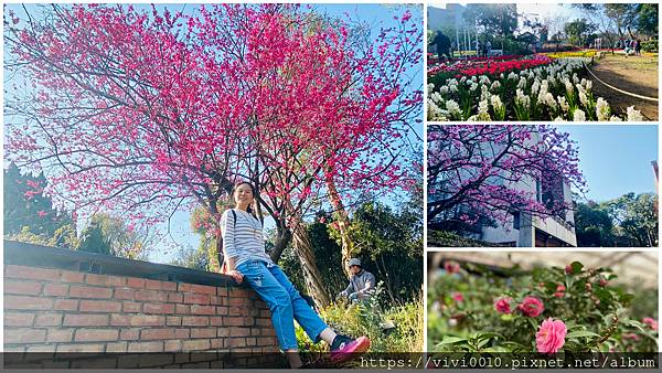 台北花卉試驗中心,山櫻花,陽明公園,茶花,鬱金香,昭和櫻,景福館,台北,士林,花卉試驗中心,櫻花,賞櫻,櫻花季,賞花