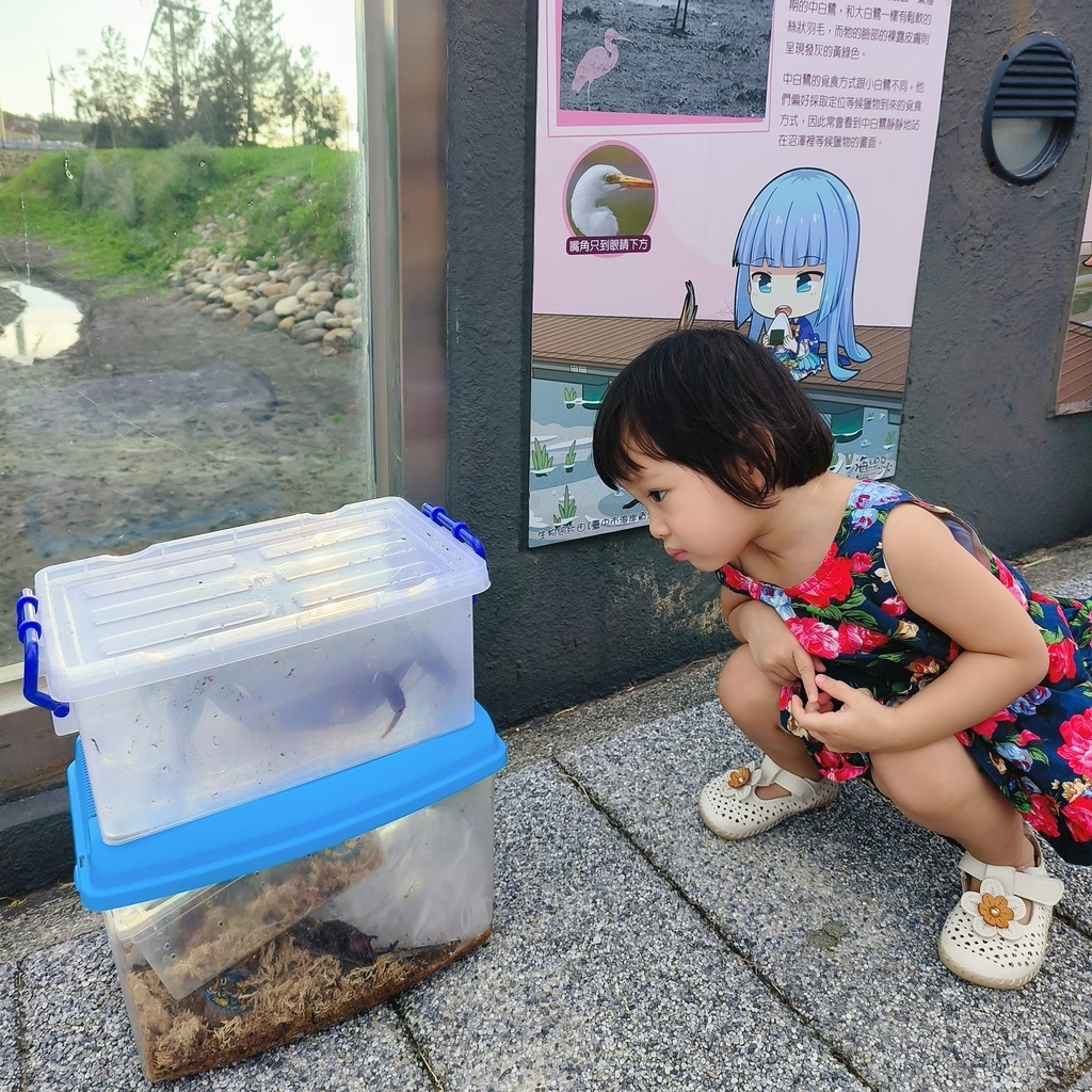 高美湿地日间生态导览 (9).jpg