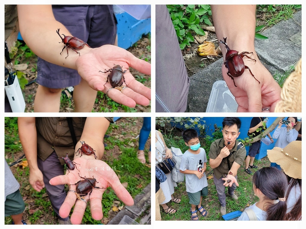 高美湿地日间生态导览 (12).jpg