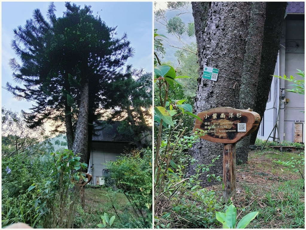 台灣森林系住宿和社自然教育園區和社山林Forestville  (1).jpg
